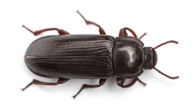 Darkling Beetle White Background