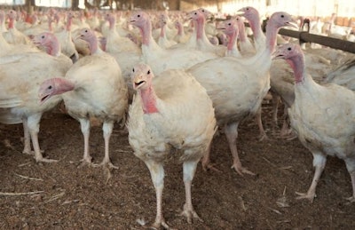 Turkeys at a farm in Loose Creek, Missouri. | Austin Alonzo