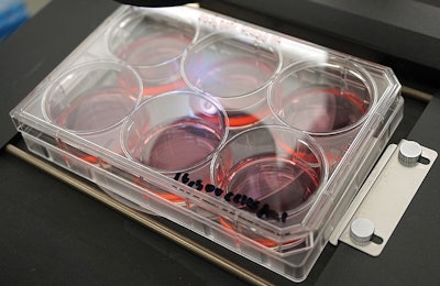 lab-grown-petri-dish