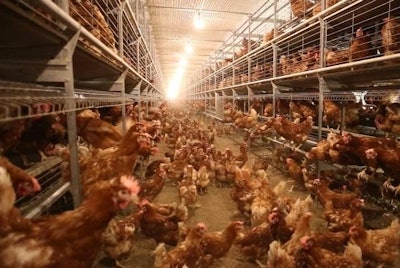 Layers Housing 1311 E Imps5