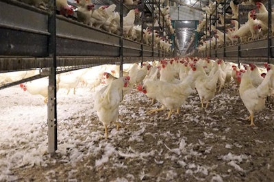 Lights Under System Cagefree