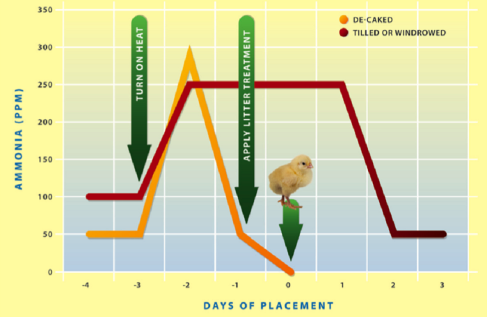 Figure 1 Ideal timing of pre-heating, litter treatment and bird placement after ammonia purge