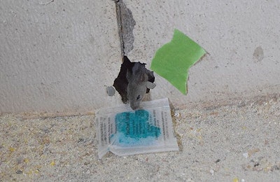 mouse in wall