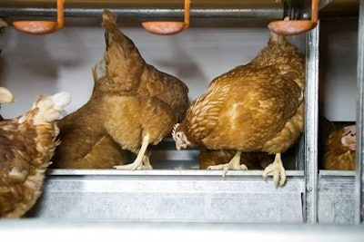 Nest Layers 1311 E Imps2