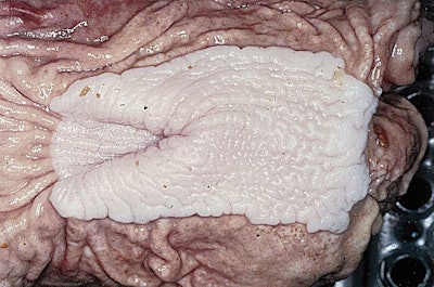 Pig Healthy Digestive Tract