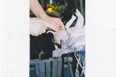 stopping piglet surgical castration