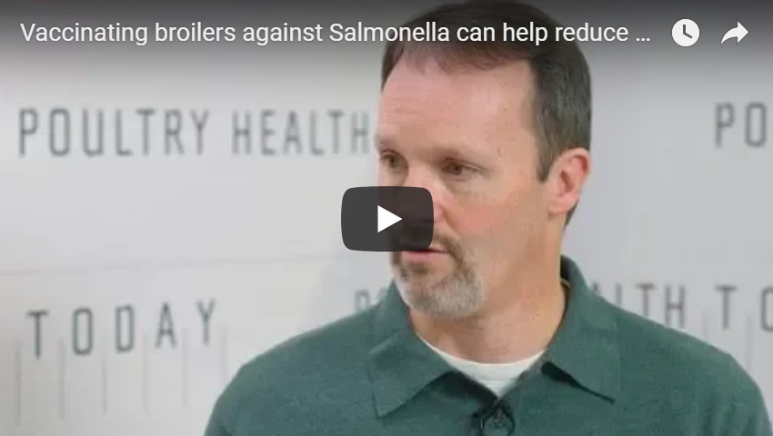 PoultryHealthToday salmonella