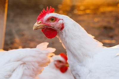 If the U.S. were to begin vaccinating it could put its estimated $6 billion export market at risk.