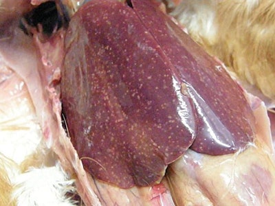 spotty liver disease