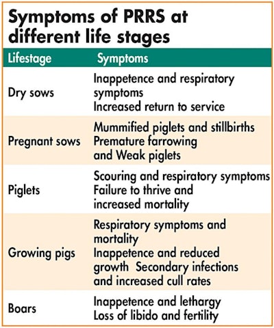 symptoms of PRRS different life stages