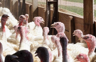 Turkey farm Loose Creek, Missouri