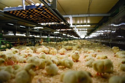 Vencomatic On Farm Hatching