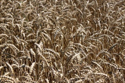 Wheat Ready To Harvest