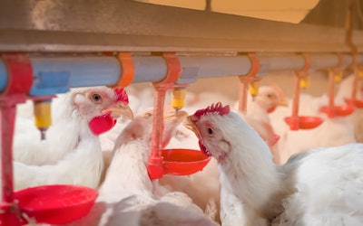 White Chickens Drinking Water