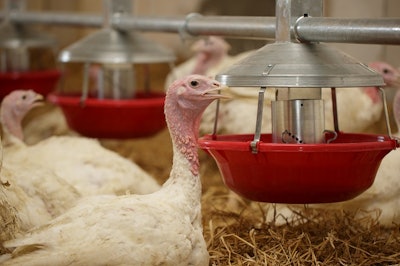 White Turkey Drinking Closeup