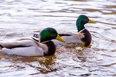 Wild Ducks On Water