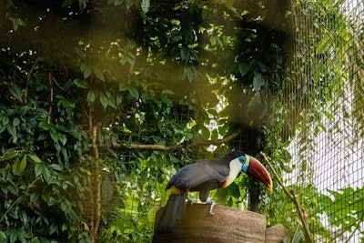 Zoo Bird In Captivity