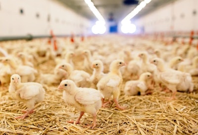 Chickens Feeding Poultry House[1]