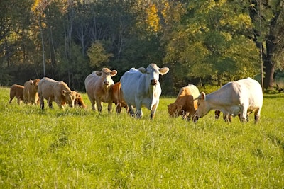 Cows Field Grass