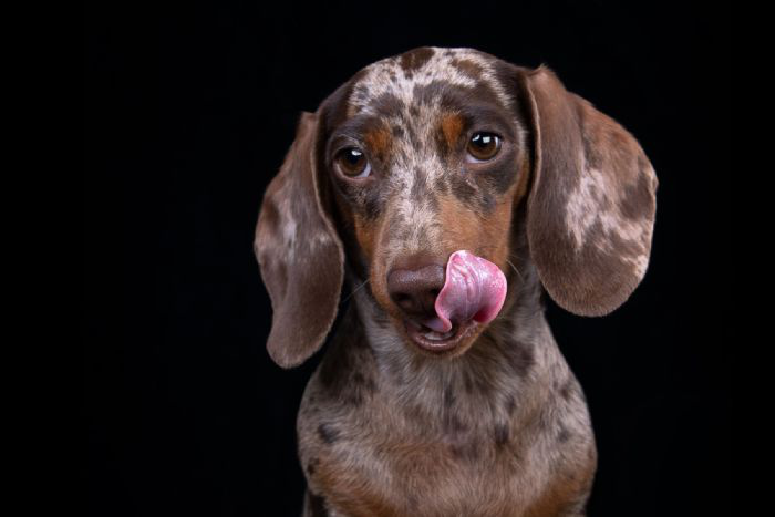 gray cat with lightbulb