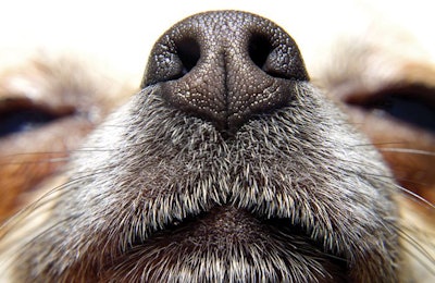 Dog Nose