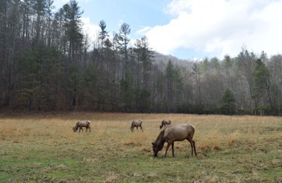 Elk Novel Protein