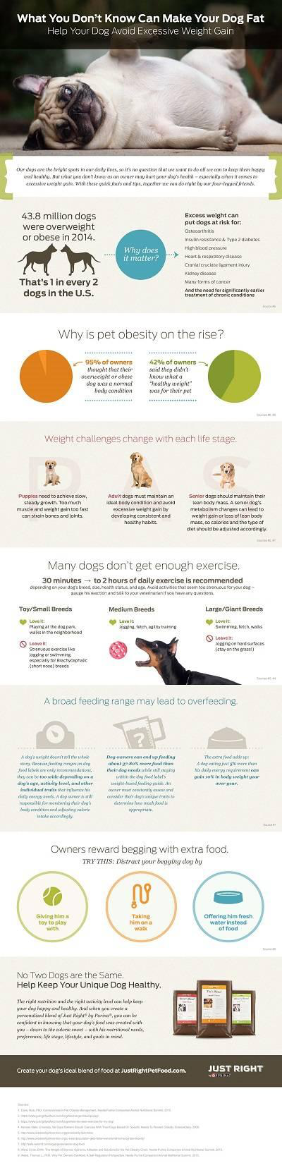 Just Right Purina Dog Obesity Infographic