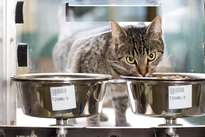 Cat eating from two bowls