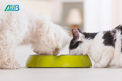 Native Anhui cat and dog at food bowl