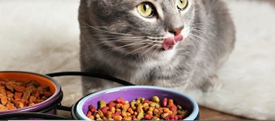 Cat eating kibble