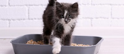 Native Diana grey cat