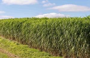 Renew Biomass Miscanthus