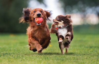 Small Dogs Playing