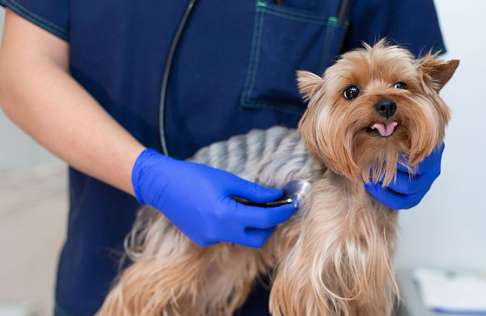 Yorkshire Terrier Dog Vet Veterinarian