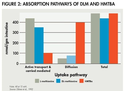 Absorption Pathways Methionine 1604 Pe Tmethionine Fig2