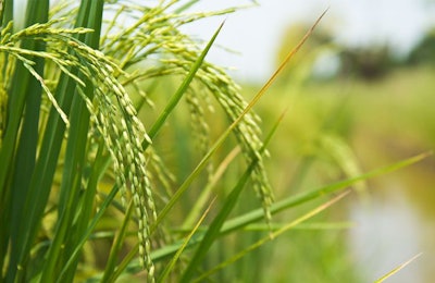 beneo-rice-plant