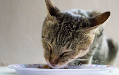 Cat Happy Eating Palatability