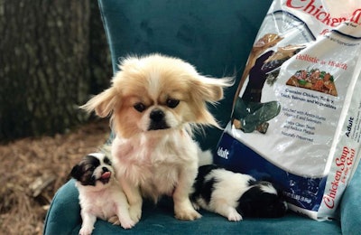 Chicken soup shelter pets