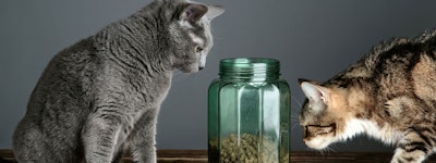 Two cats looking at pet food