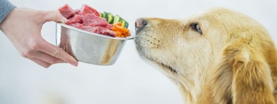 Golden Retriever with bowl of pet food