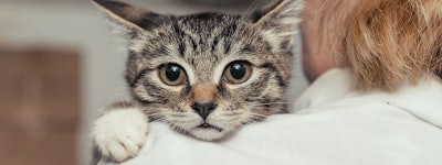 Cat being held by vet
