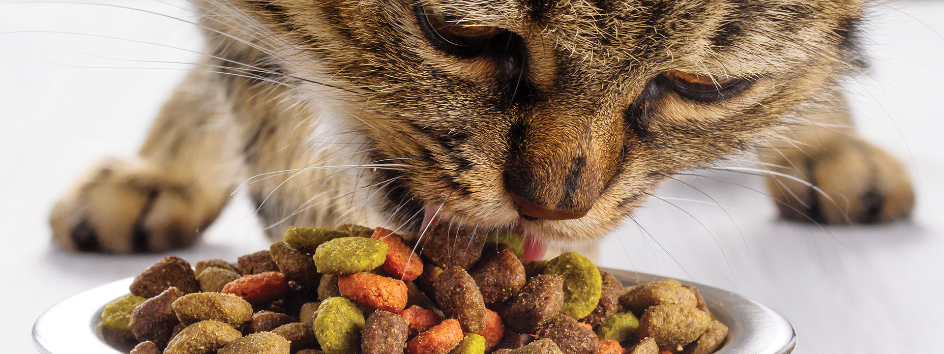 cat eating kibble