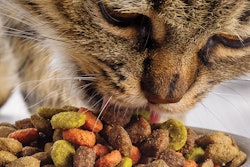 cat eating kibble