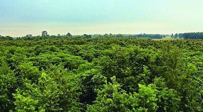 Eden Reforestation Projects Screenshot