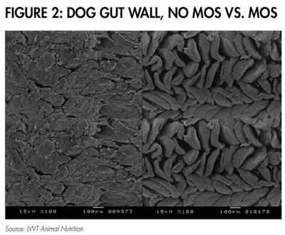 Healthy Dog Gut Wall 1601 Pe Tgut Fig2