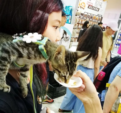 hong-kong-cat-at-show