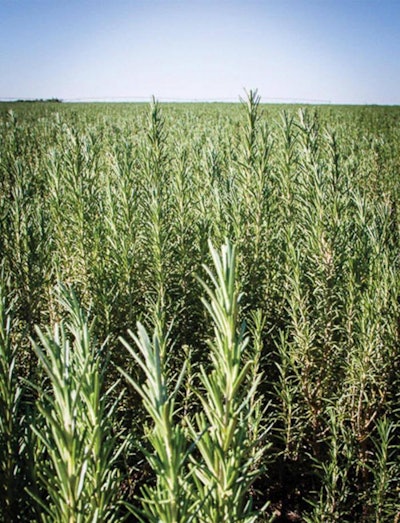 Kalsec Rosemary 1512 Pe Tantioxidant