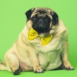 Beige fat pug with yellow bow tie on green background. Cute dog with obese posing in studio.