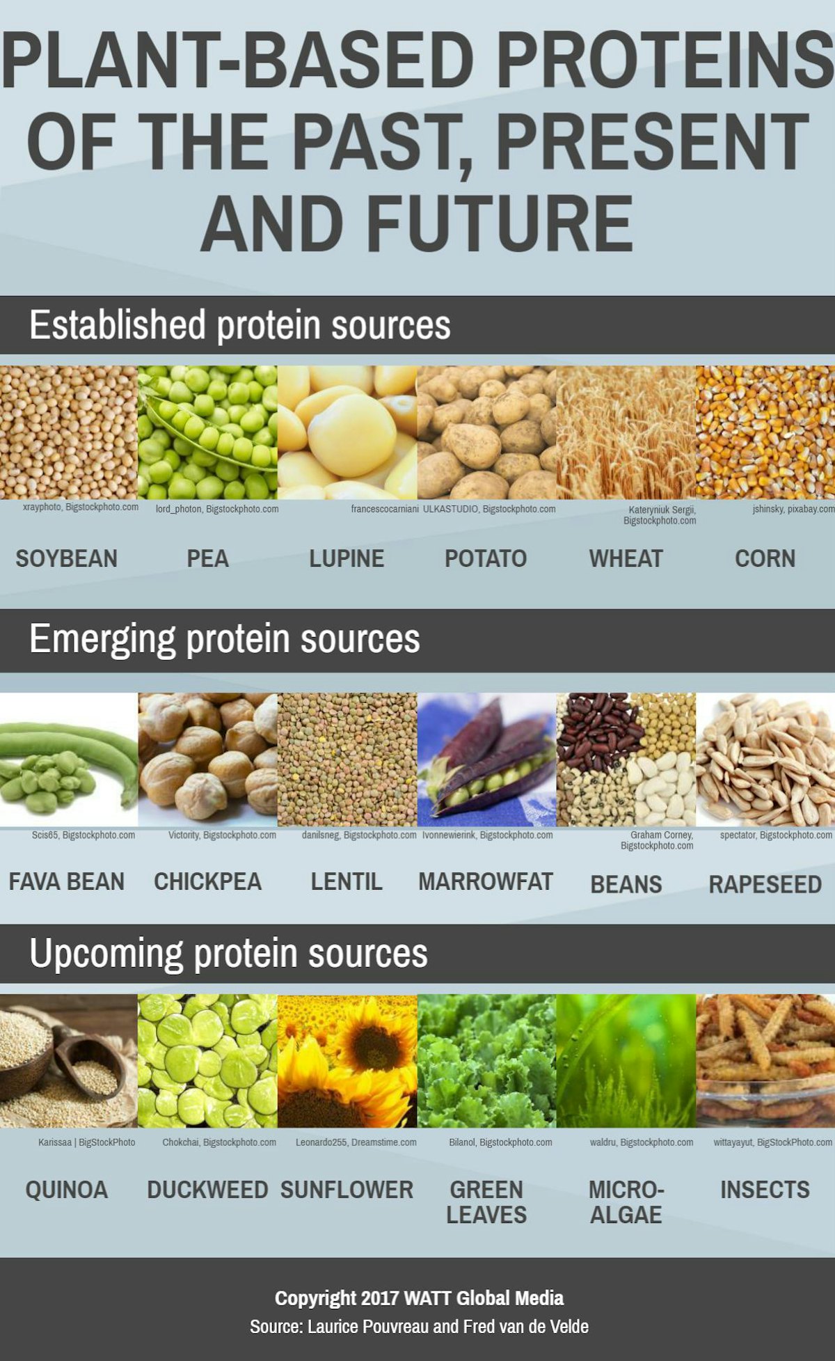 Infographic The future of plant based pet food proteins PetfoodIndustry