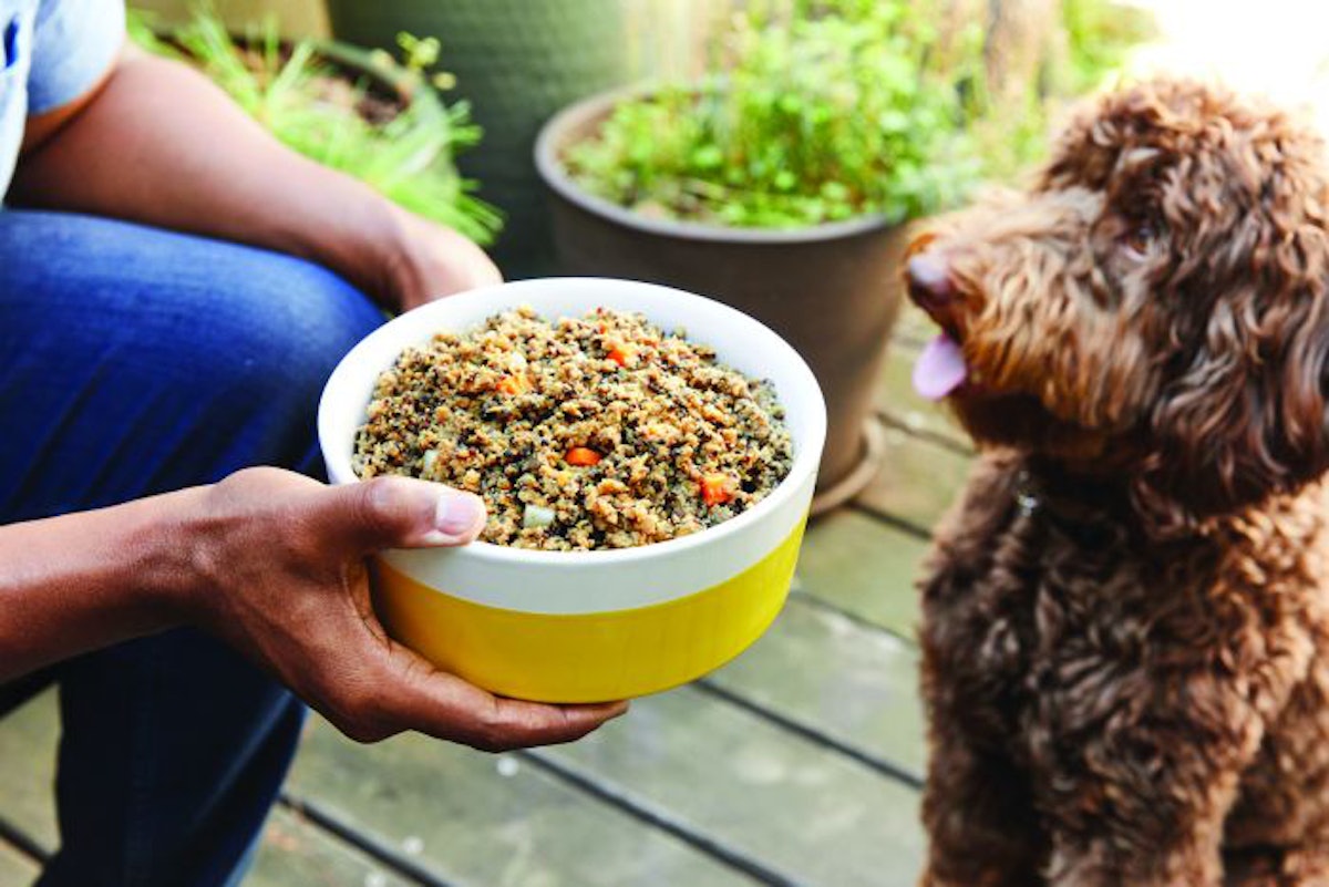 Puppy plate dog food shop